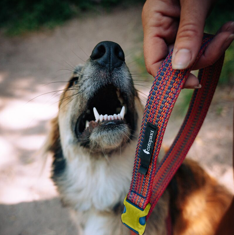 Del D??a Dog Leash - Image 8