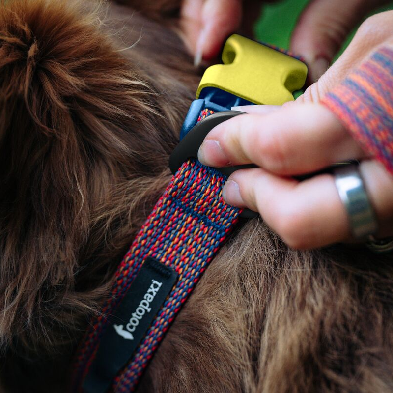 Del Día Dog Collar - Image 8