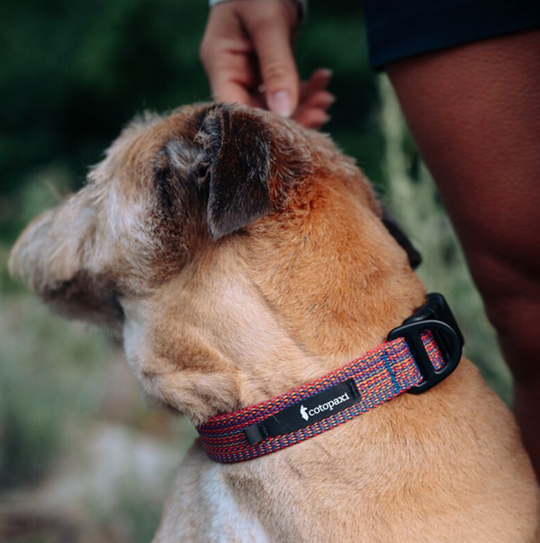 Del Día Dog Collar - Image 4